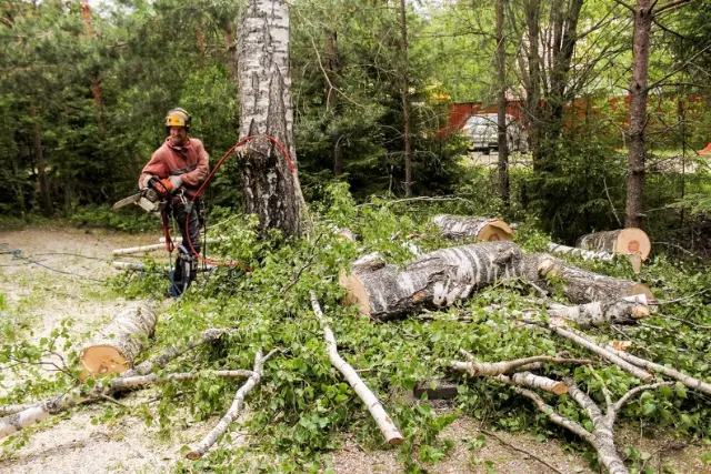 How Tree Pruning Contributes To Better Storm Resistance Renton WA How Tree Pruning Contributes To Better Storm Resistance Renton WA